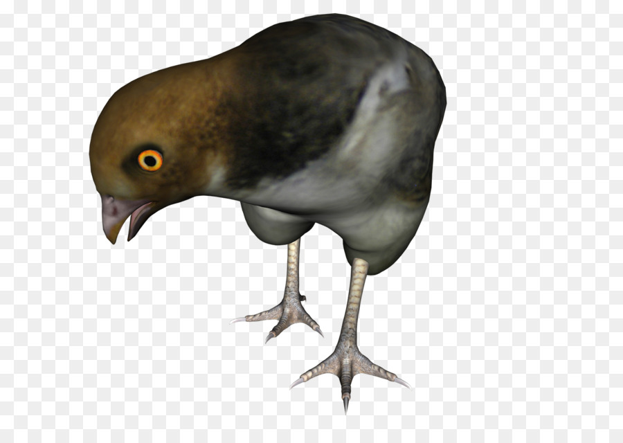 Pico，Aves PNG