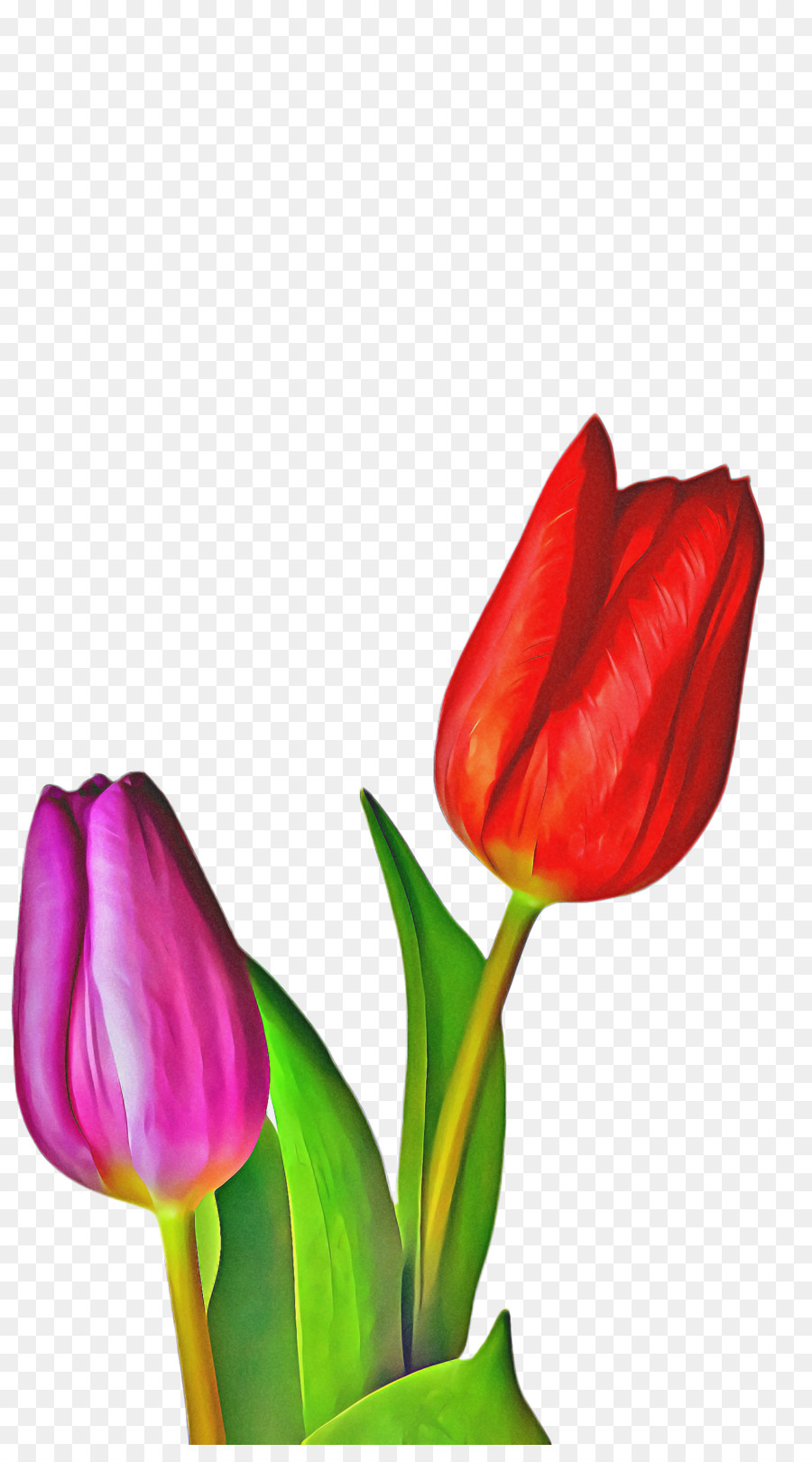 Tulipán，Planta PNG