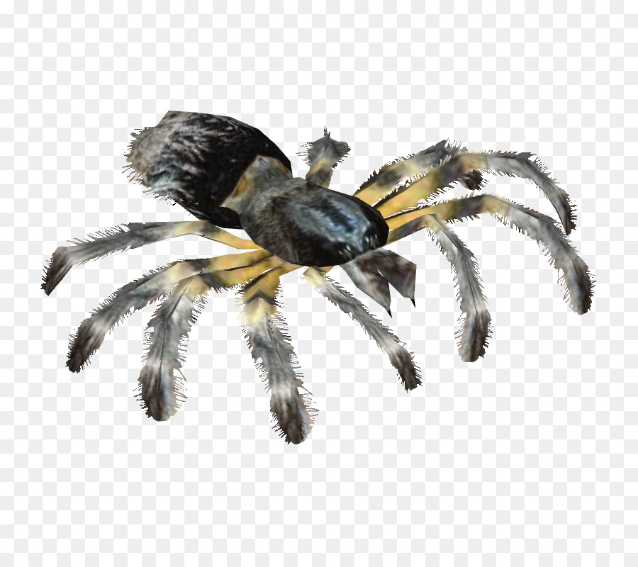 Araña，Espeluznante PNG