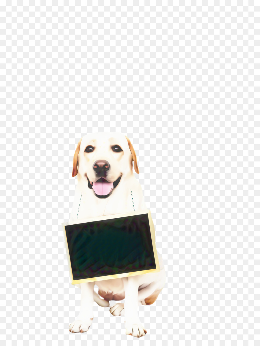 Labrador Retriever，Cachorro PNG