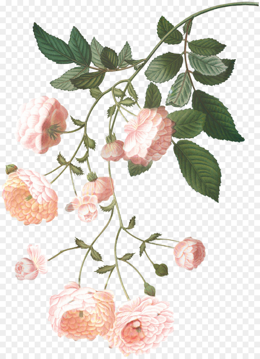 Rosa Multiflora，Ramblerrose PNG
