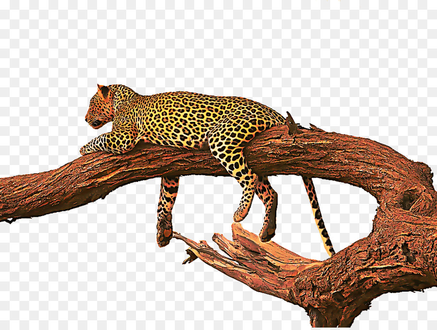 Leopardo，Manchado PNG