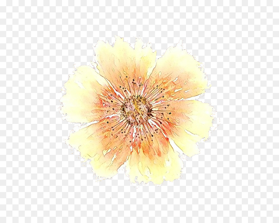 Transvaal Daisy，Amarillo PNG