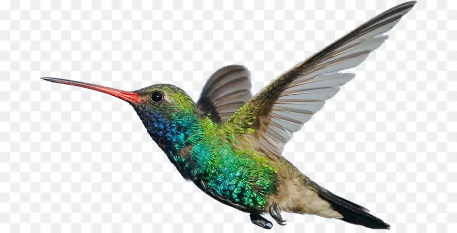 Colibrí，Vuelo PNG