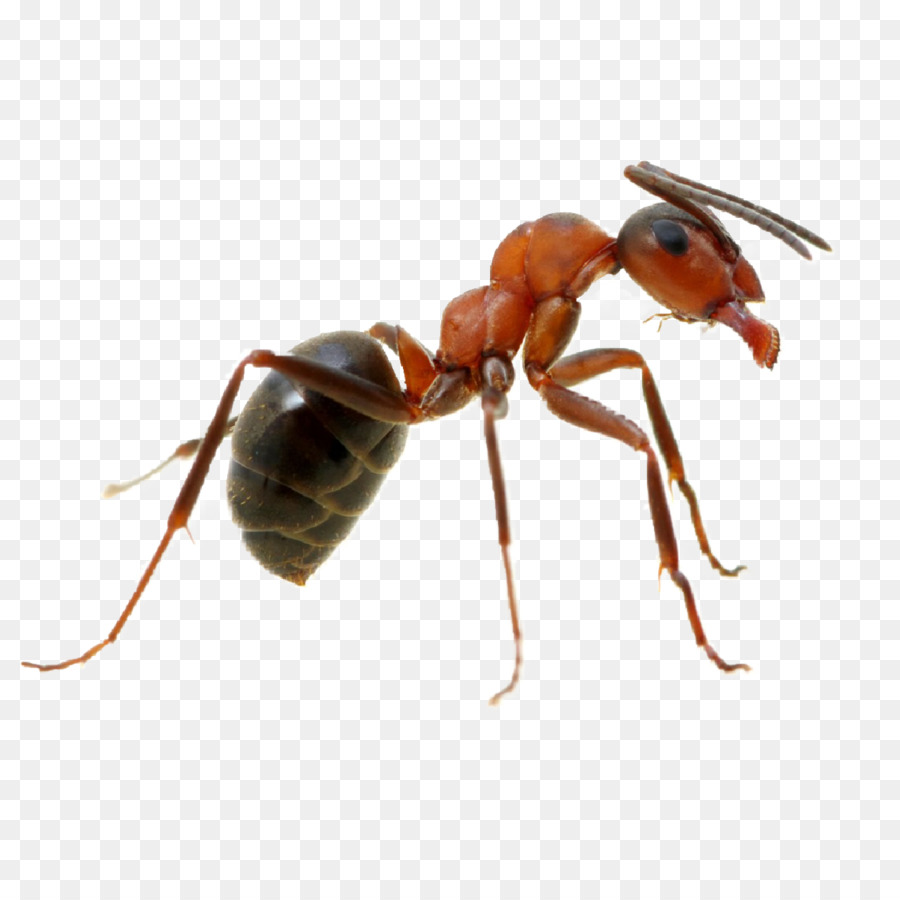 Hormiga，Insecto PNG