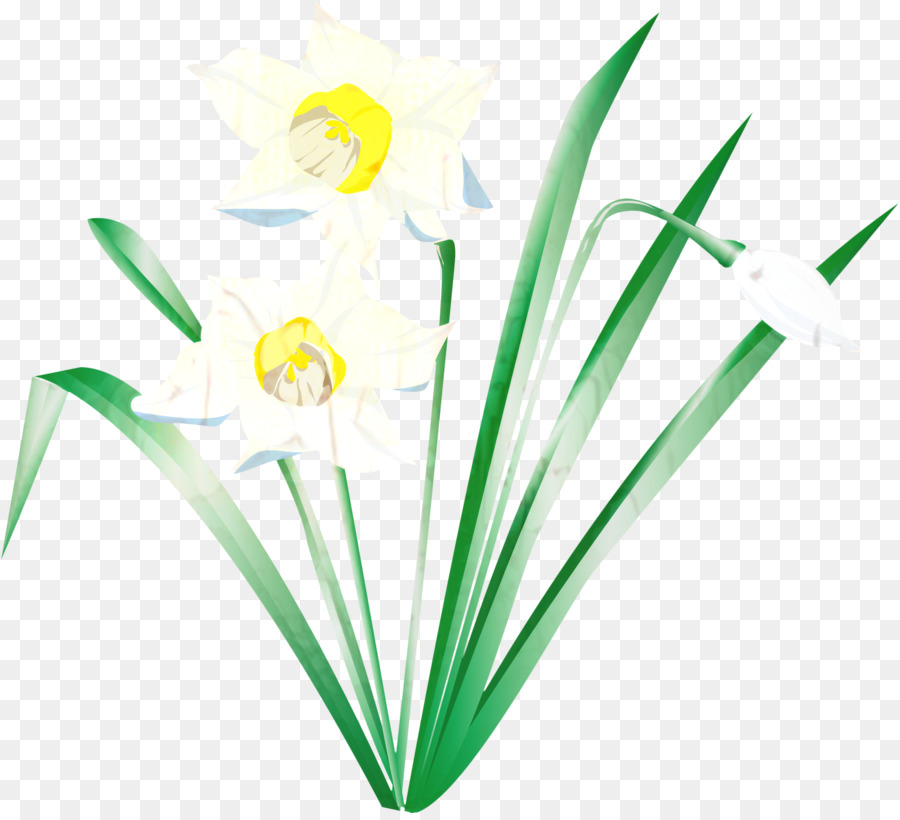 Flor，Narciso PNG