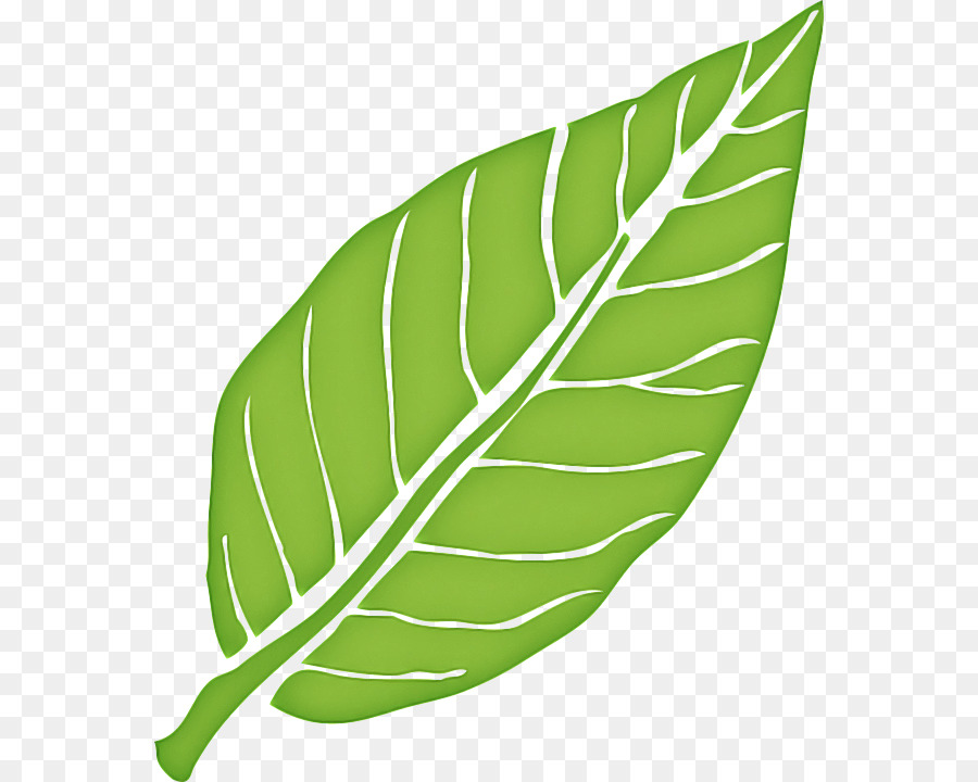 Hoja，Las Plantas PNG