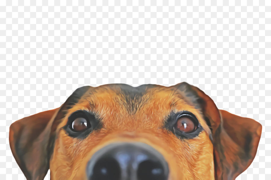 Perro，Gato PNG