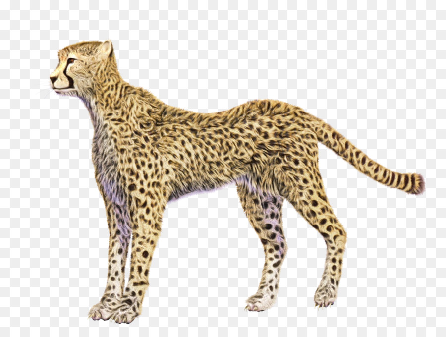 Guepardo，Leopardo PNG