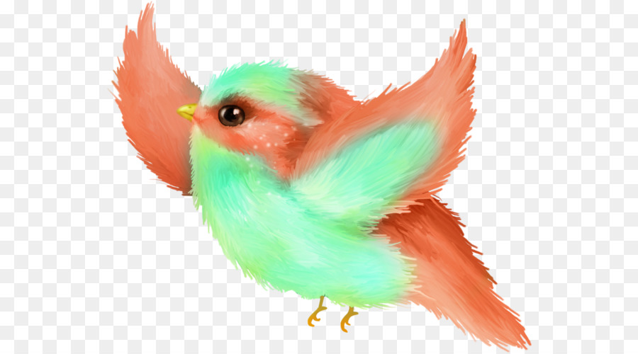 Pájaro，Plumas PNG