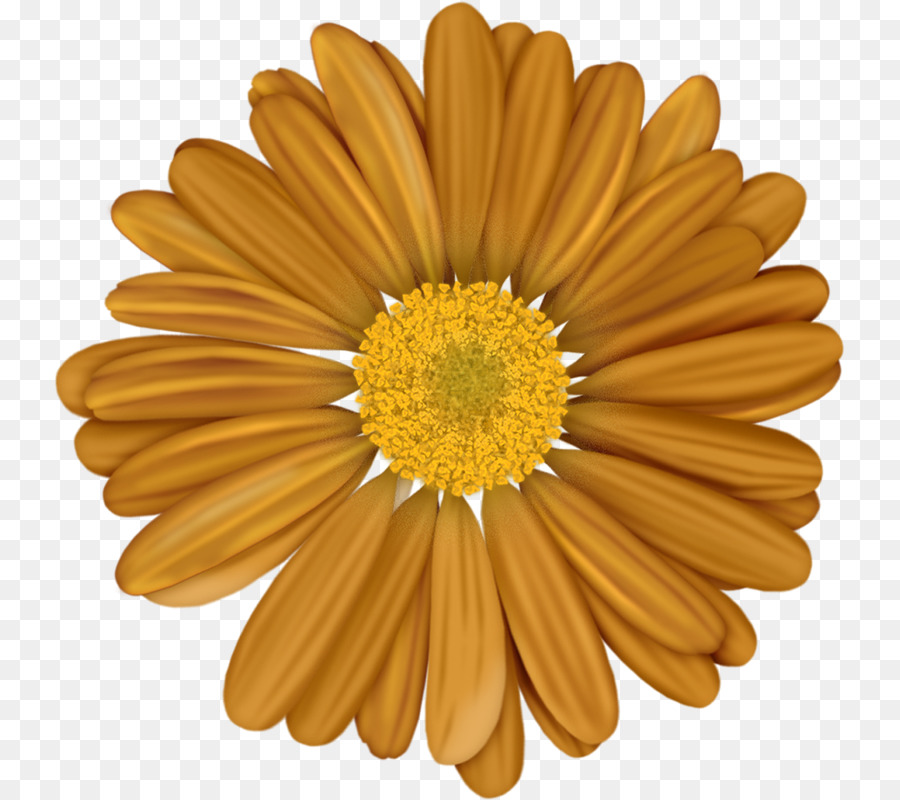 Flor，Transvaal Daisy PNG