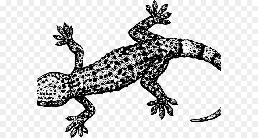 Lagarto，Hoja De Cálculo PNG