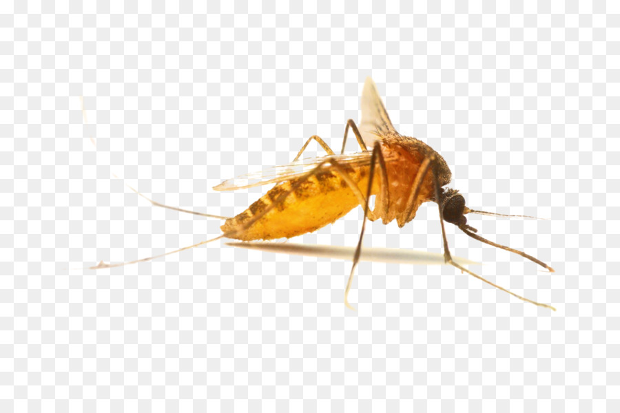 Mosquito，Thermacell PNG