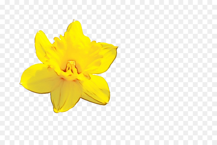 Narcissus，Amarillo PNG