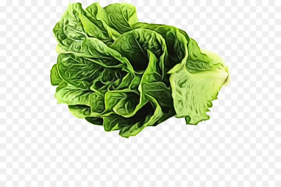 Lechuga Romana，Los Verdes PNG