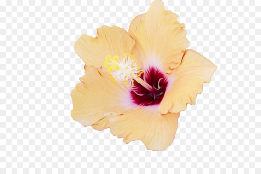 Rosemallows，Iris Familia PNG