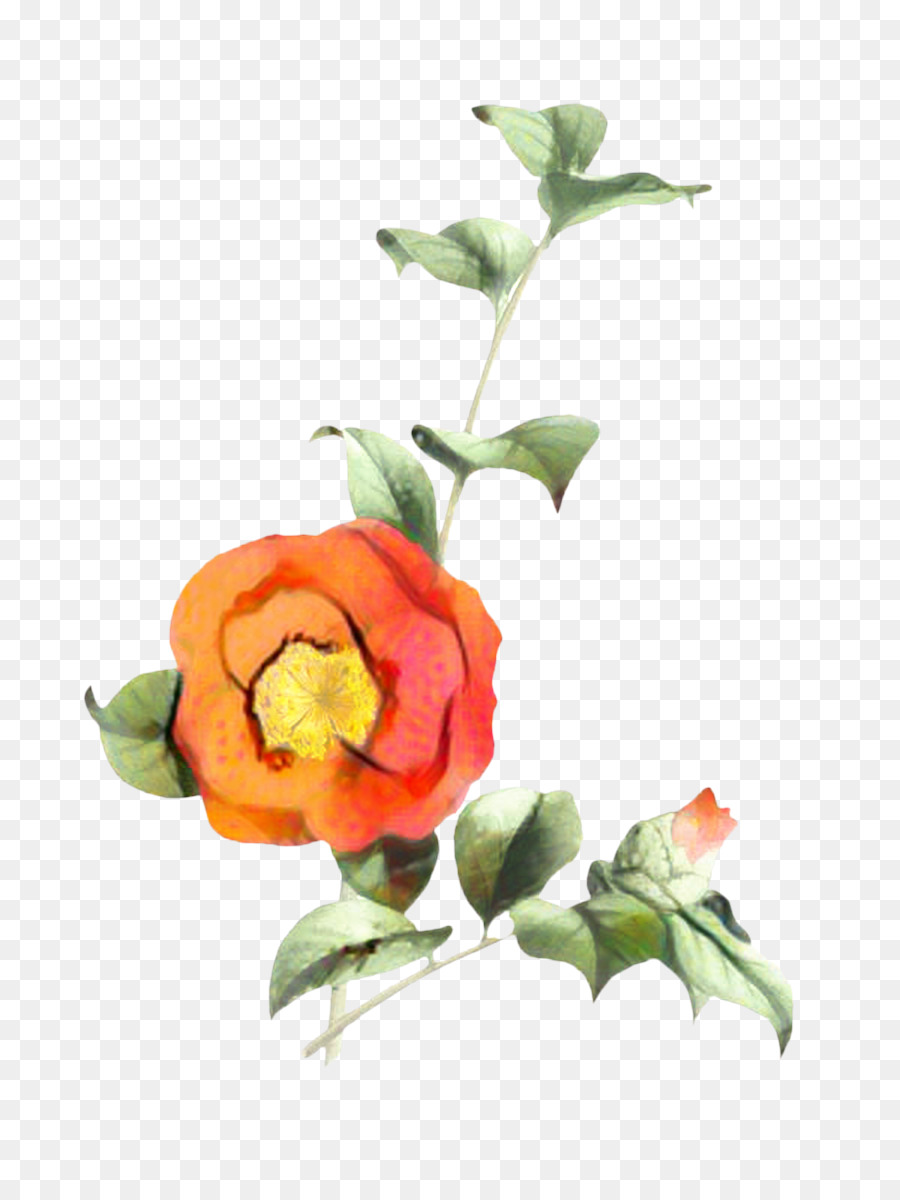 Las Flores Cortadas，Familia De Las Rosas PNG