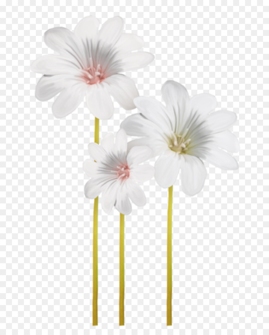 Las Flores Cortadas，Daisy Familia PNG