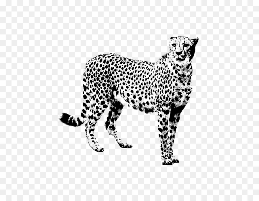 Guepardo，Leopardo PNG