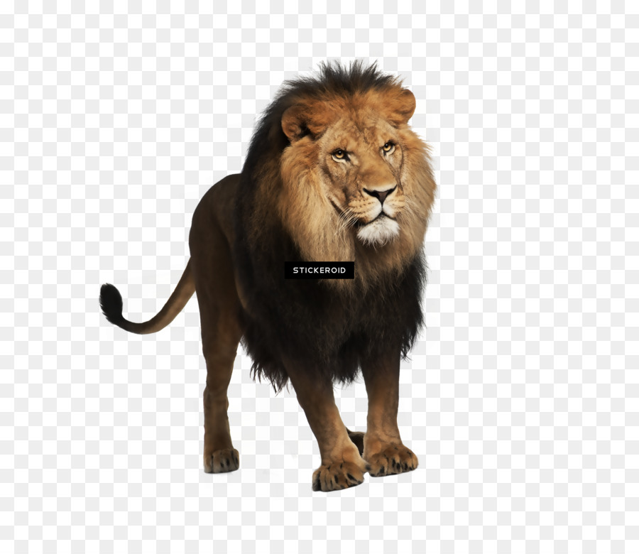 León，Una Fotografía De Stock PNG