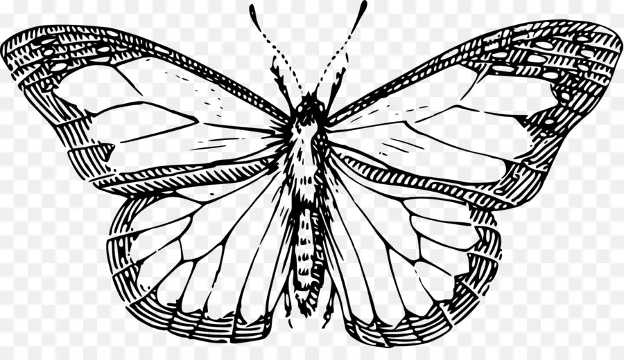 Mariposa，Dibujo PNG