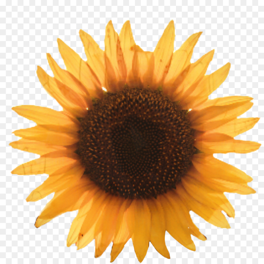 Común De Girasol，Puede Foto De Stock PNG