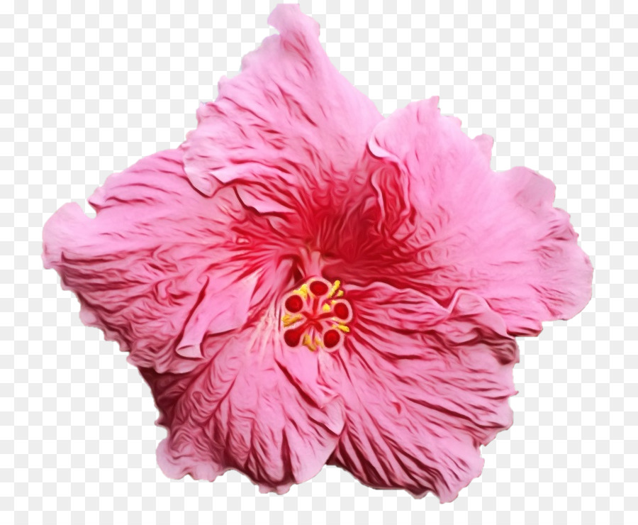 Rosa，Rosemallows PNG