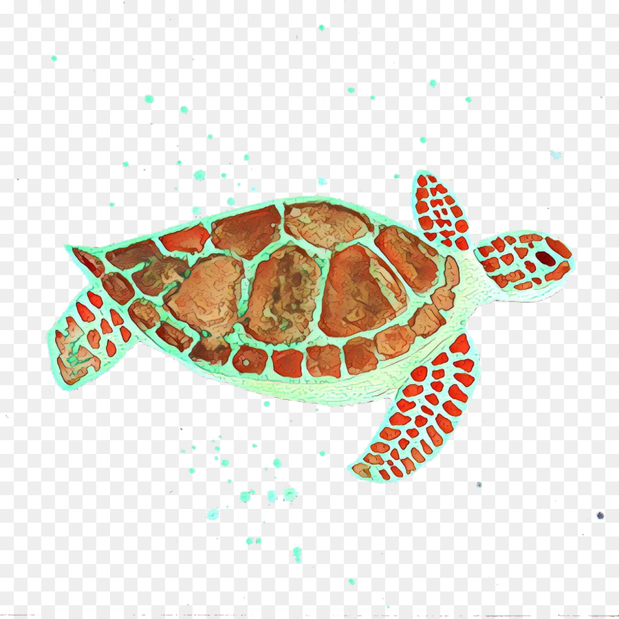 Tortuga Boba，Tortuga PNG