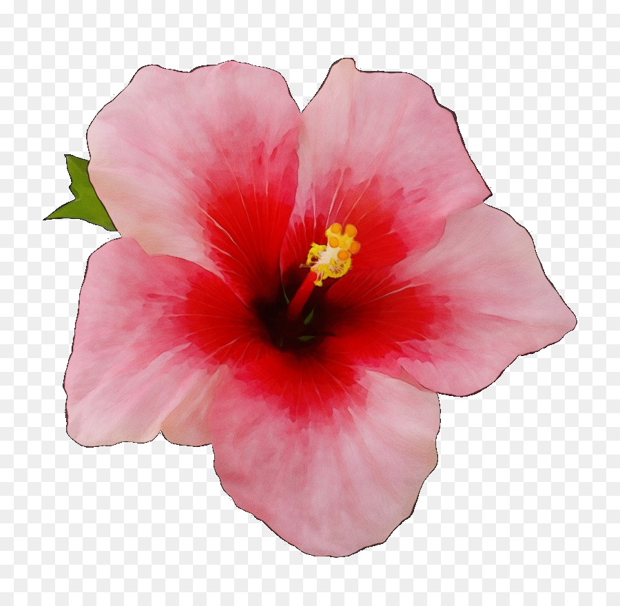 Shoeblackplant，Mallows PNG