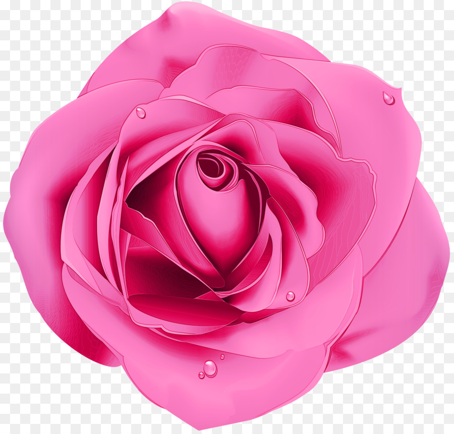 Rosa Morada，Florecer PNG