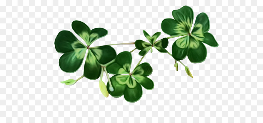 Shamrock，El Día De San Patricio PNG