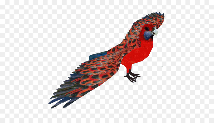 Guacamayo，Parakeet PNG