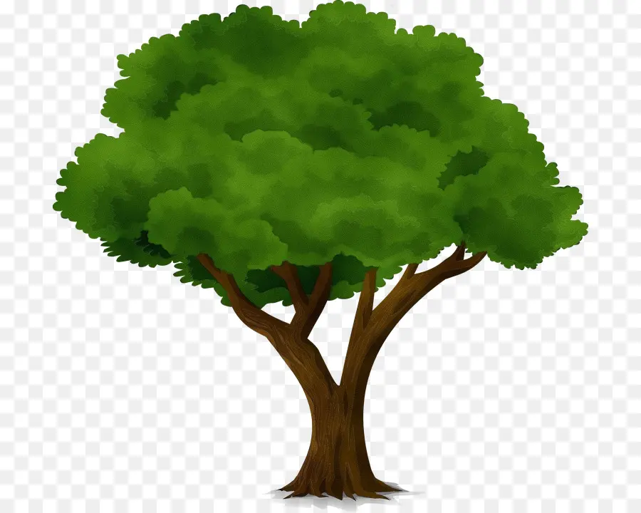 Árbol，Tronco PNG