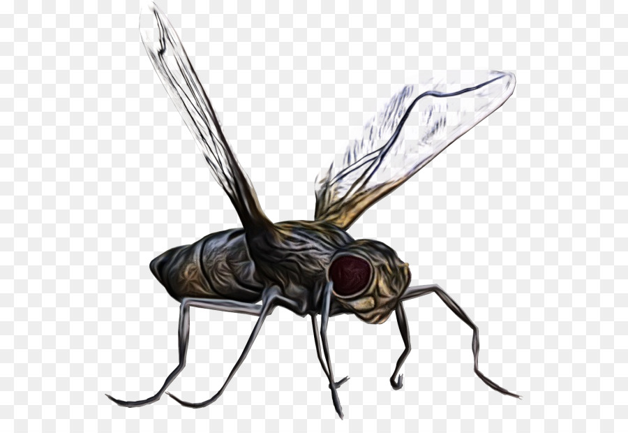 Hornet，Volar PNG