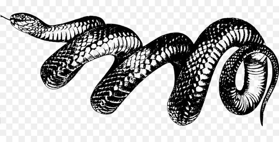 Las Serpientes，Cobra PNG
