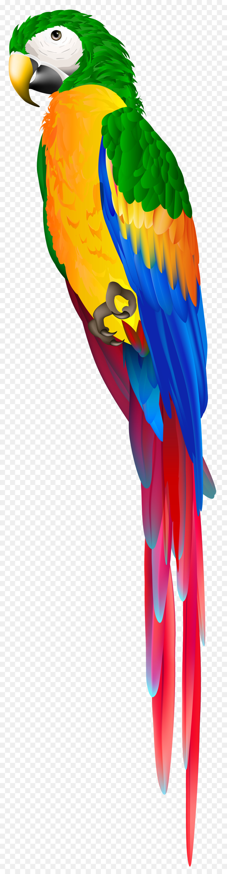 Aves，Guacamayo PNG