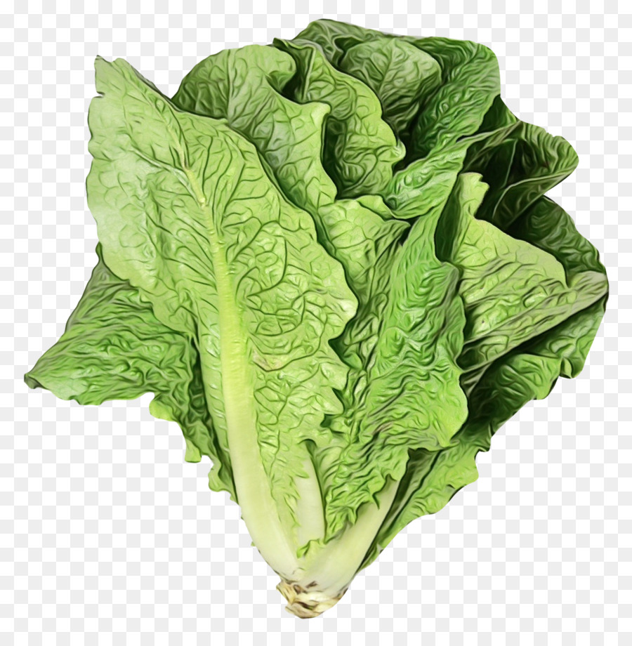 Lechuga Romana，Vegetal PNG