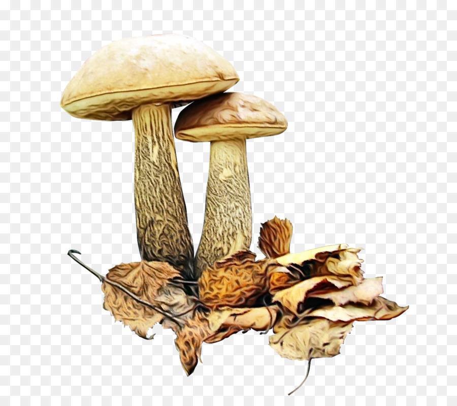 Brown Tapa De Boletus，Seta Comestible PNG