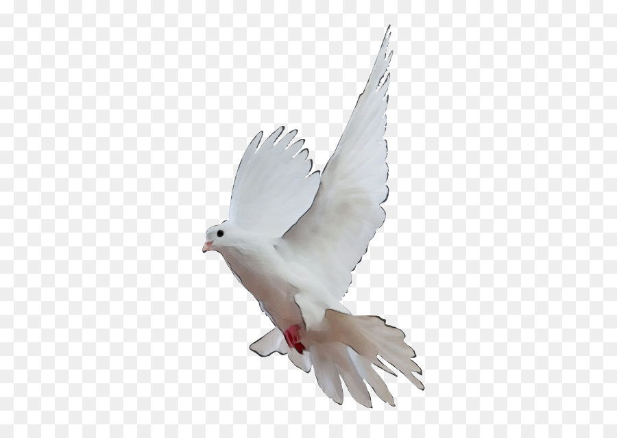 Las Palomas Y Las Palomas，Paloma De La Roca PNG