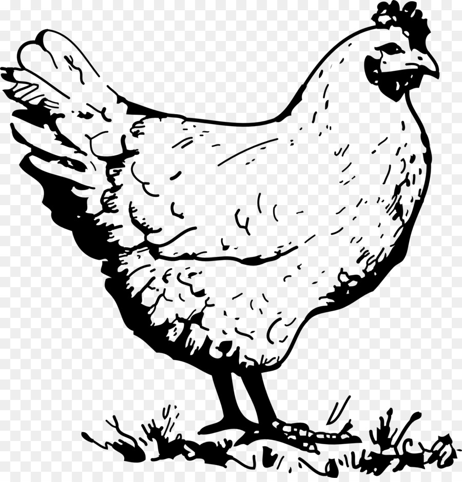 El Pollo Frito，Pollo Leghorn PNG