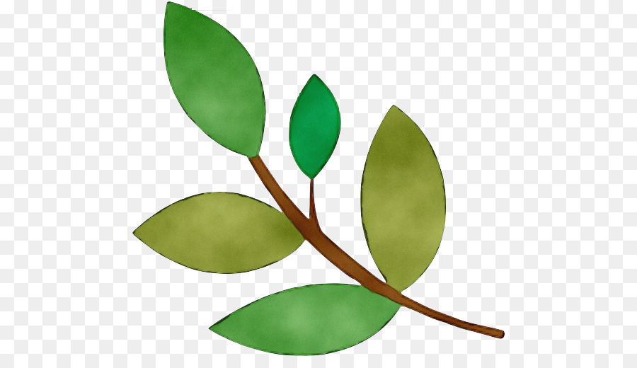 Planta，Hojas PNG