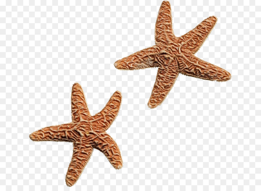 Estrella De Mar，Descargar PNG