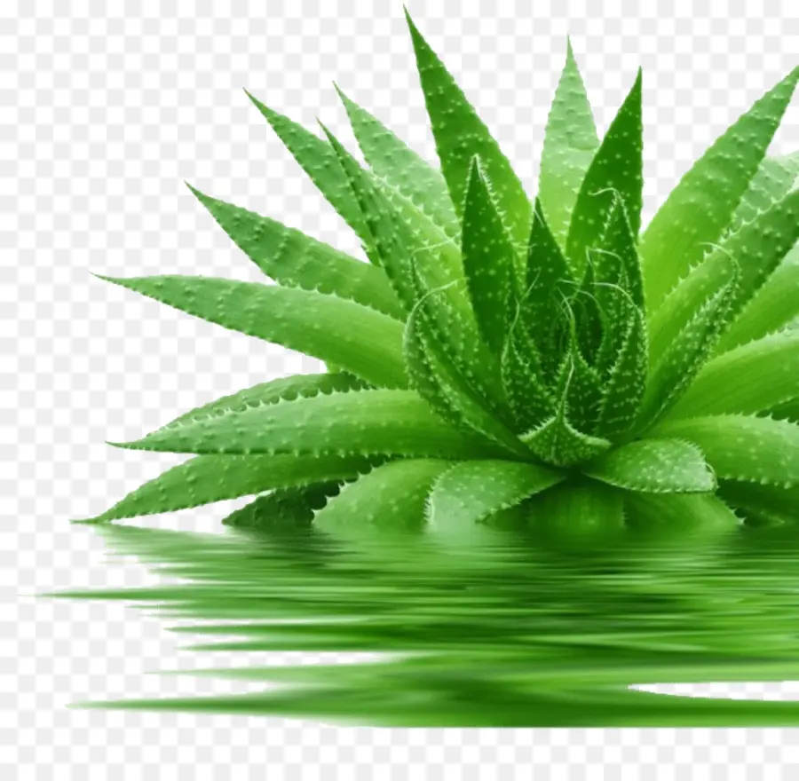 Aloe Vera，Forever Living Productos PNG