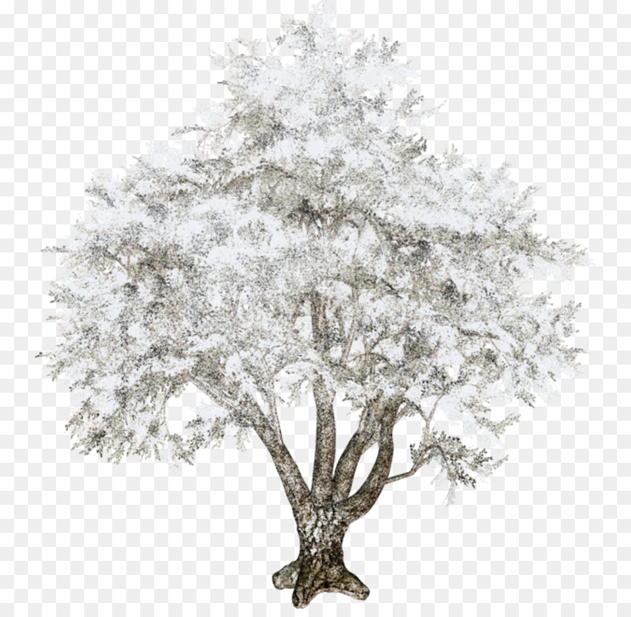 Árbol，Rama PNG