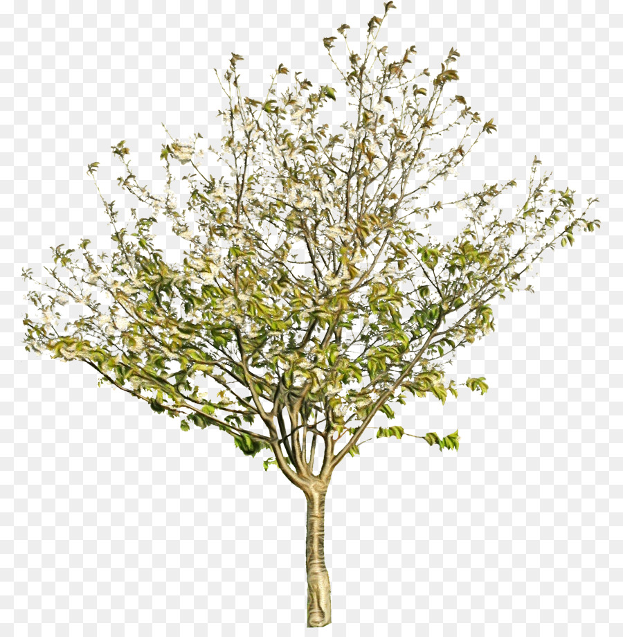 Rama，Árbol PNG