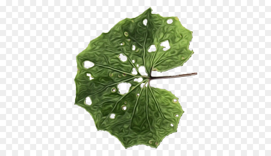 Hoja，Árbol PNG