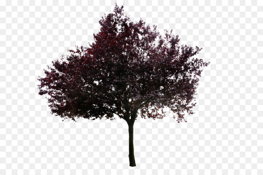 árbol Rojo，Hojas PNG