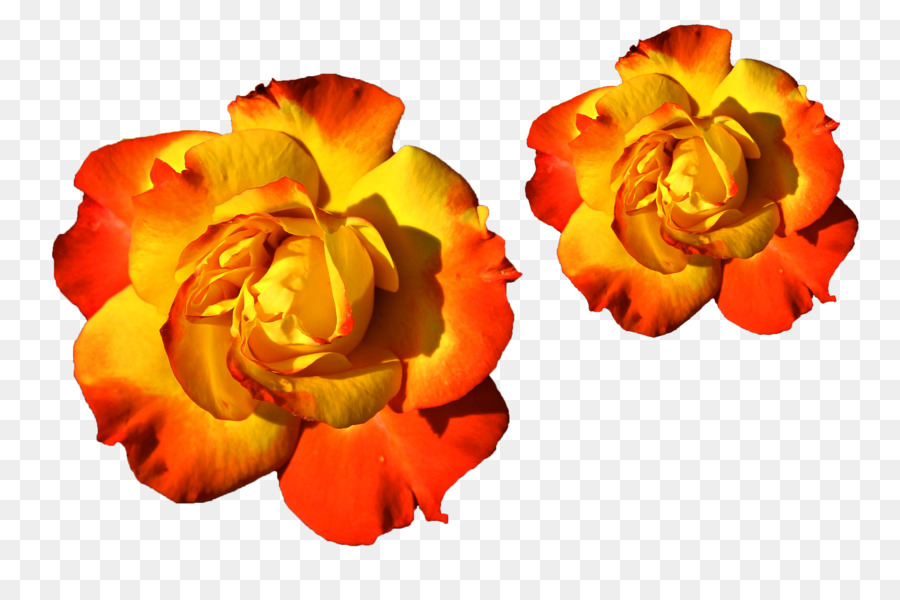 Rosa，Flor PNG