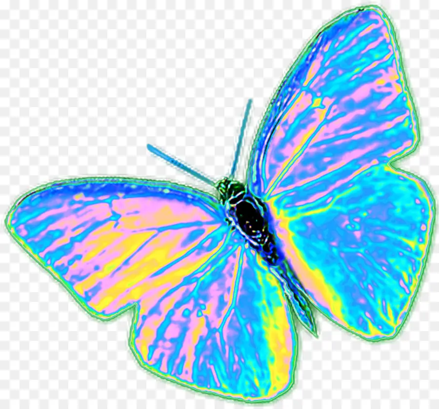 Mariposa，Vistoso PNG