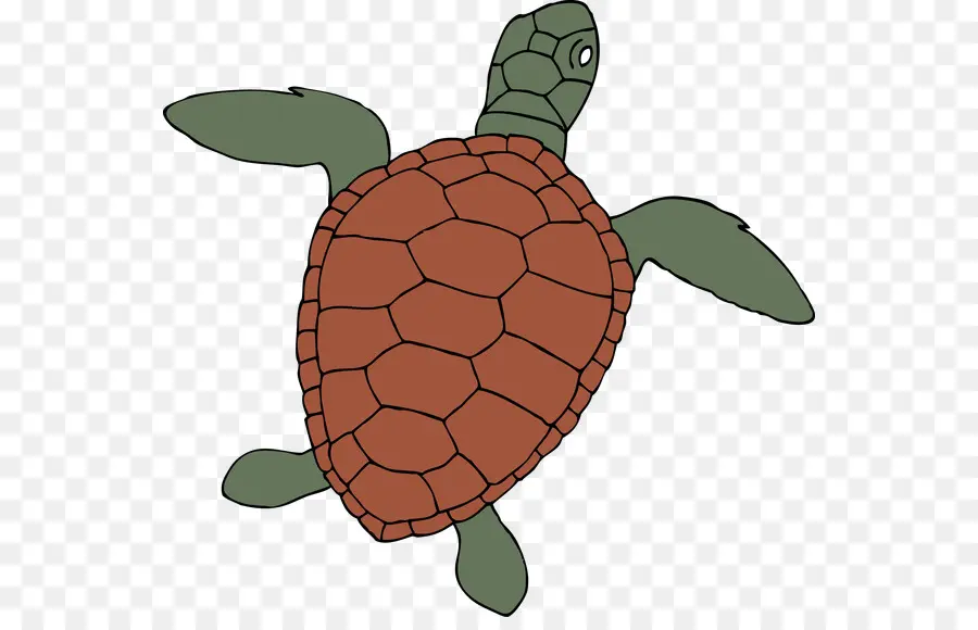 Tortuga De Mar，Tortuga PNG